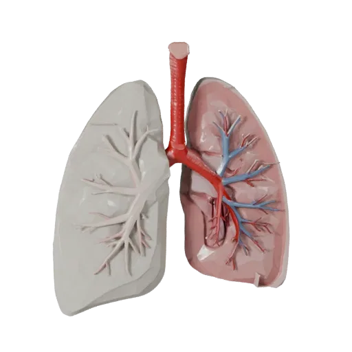 Cutaway Lung Low Poly 3D model, game viewport three-quarter view, showing soft tissue colors, organ silhouette.