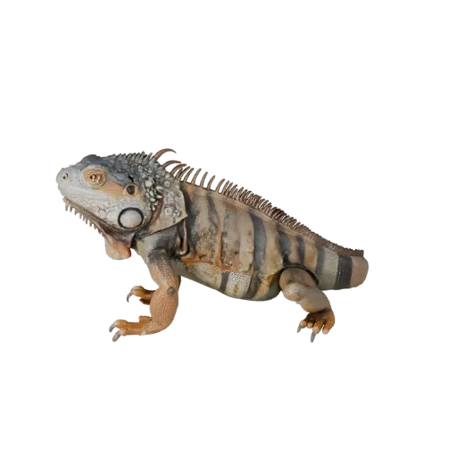 Modelo 3D de Iguana Realista, render de vida silvestre en vista lateral, activo animal listo para animación con pliegues en l
