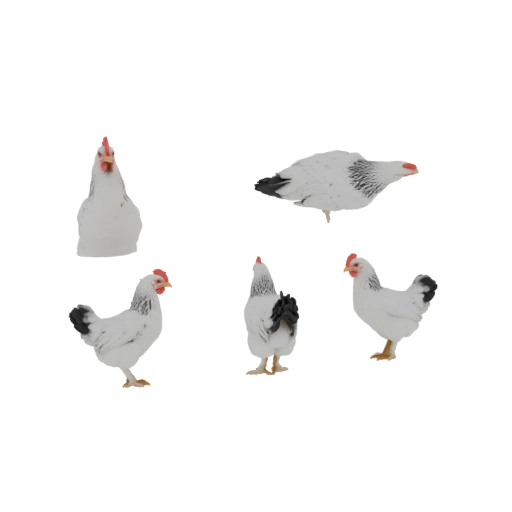 Chicken Collection