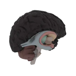 Modello 3D di un cervello umano in vista sagittale, con diverse strutture interne codificate a colori per chiarezza.