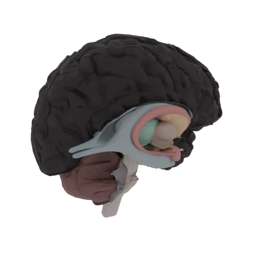 3D-Modell eines menschlichen Gehirns in sagittaler Ansicht, mit verschiedenen inneren Strukturen, die zur besseren Übersichtl