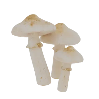 Uma renderização de modelo 3D de três cogumelos brancos agrupados, com chapéus e caules detalhados.