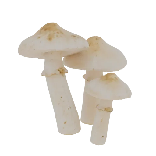 Ein 3D-Modell-Rendering von drei zusammen gruppierten weißen Champignons mit detaillierten Kappen und Stielen.