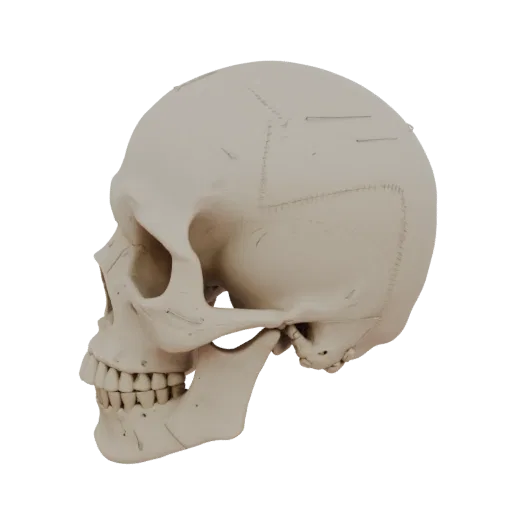 Skull Printable 3D model, isometric STL render, showing bone surfaces, skeletal landmarks.