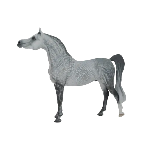 3D model of a dappled grey Arabian horse standing majestically, with its head held high and tail flowing.