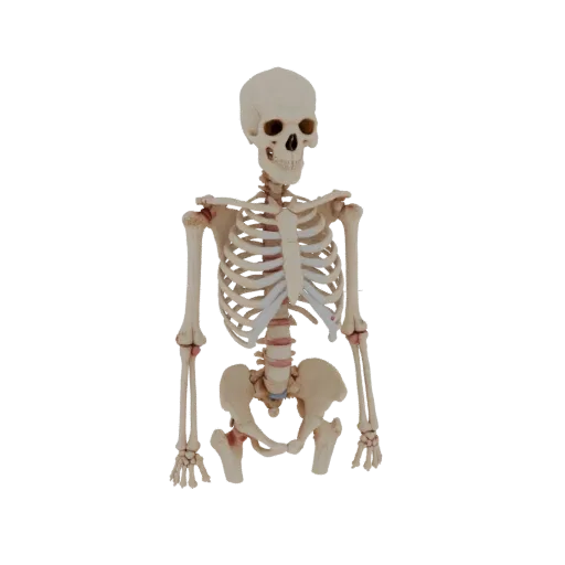 Skull Spine Column 3D model, three-quarter front view, AR viewer studio render, showing bone surfaces, form detail.