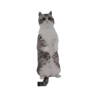 Modello 3D di un gatto tabby grigio e bianco in piedi sulle zampe posteriori, che guarda verso l'alto con espressione curiosa
