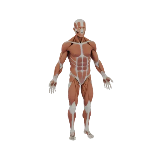 Classroom Muscle Anatomy Kit 3D model, side profile view, technical viewport render, showing material detail and scale.