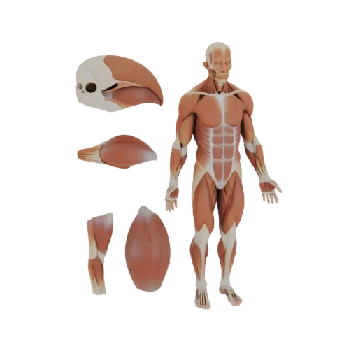 Human Muscle Anatomy Kit 3D model, three-quarter studio render, showing neutral educational colors, form detail.