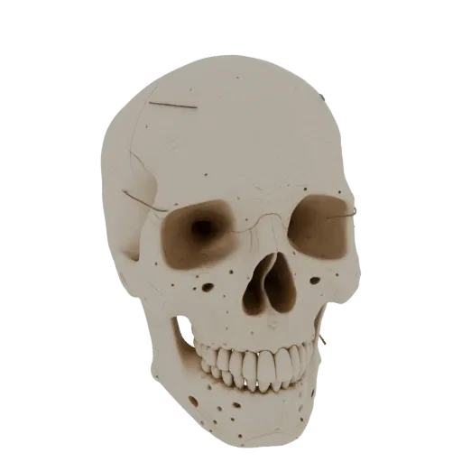 Full Body Skull Printable 3D model, isometric STL render, showing bone surfaces, skeletal landmarks.