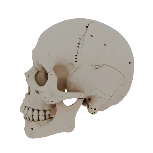 Skull Education 3D model, three-quarter training render, showing bone surfaces, skeletal landmarks.