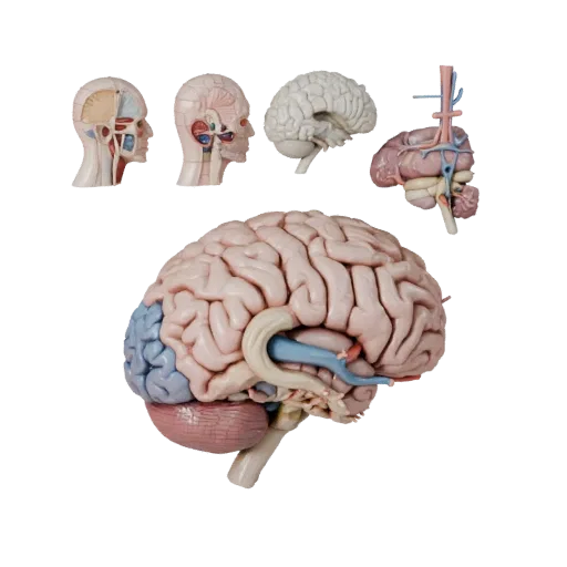 Cutaway Brain Stylized 3D model, stylized isometric render, showing soft tissue colors, organ silhouette.