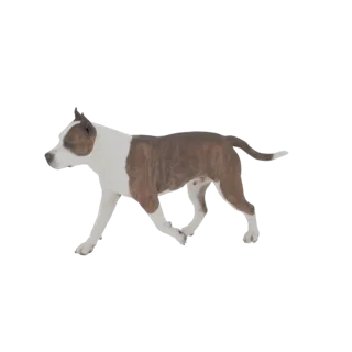 Modèle 3D de Staffordshire Américain courant, avec un pelage bringé et blanc, capturé dans une pose de mouvement dynamique.