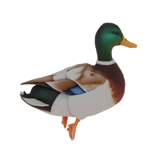 Mallard Duck 3D Model