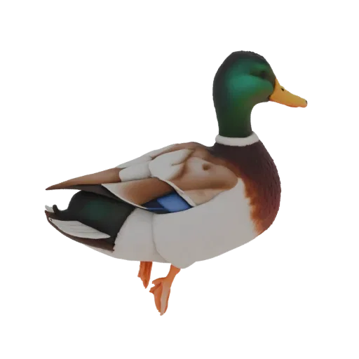 3D mallard duck model with green head sheen and mottled wings, standing on one leg.