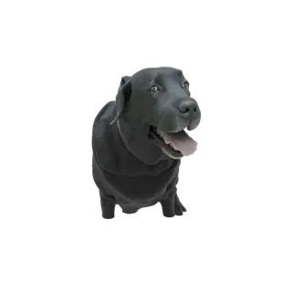 3D model of a black Labrador dog with its tongue out, wearing a pink collar, against a white background.