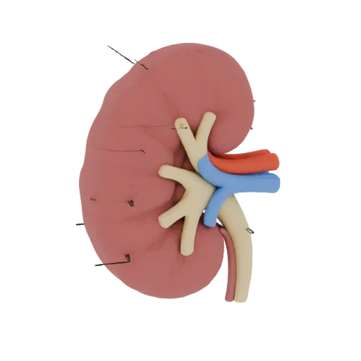 Healthy Kidney Education 3D model, three-quarter training render, showing soft tissue colors, organ silhouette.