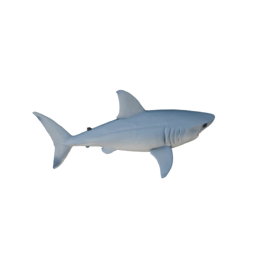 Squalo Bianco High Poly 3D Model - Asset STL per la Stampa