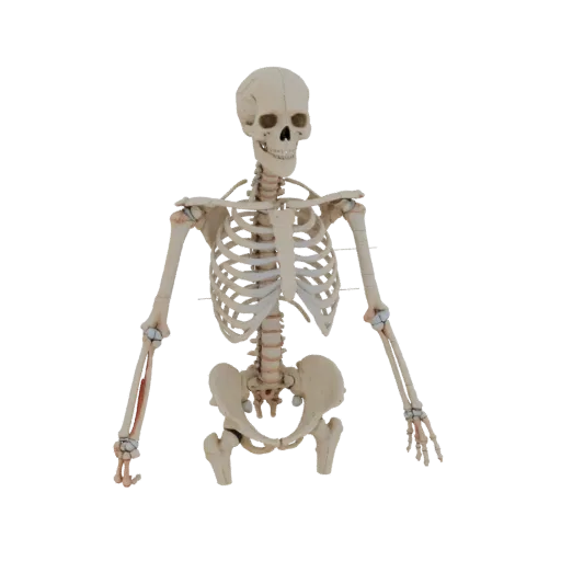 Joint Skeleton Education 3D model, three-quarter training render, showing bone surfaces, skeletal landmarks.