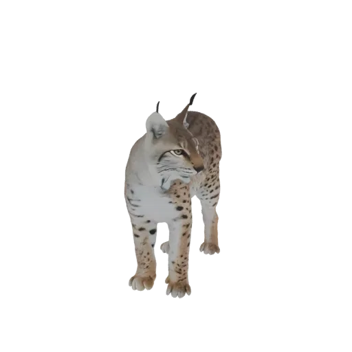 A realistic 3D model of a bobcat standing alert, showcasing its spotted fur and tufted ears against a white background.