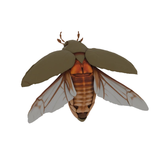 Cicada Insect 3D Model
