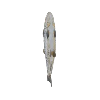Un modèle 3D de truite vu par le dessous, montrant ses nageoires et son motif tacheté sur fond blanc.