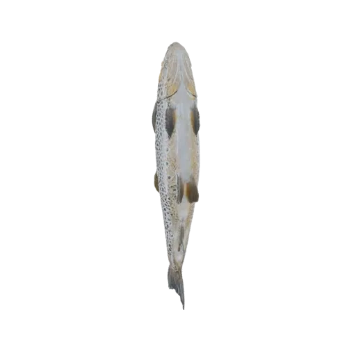 Un modelo 3D de una trucha vista desde abajo, mostrando sus aletas y patrón moteado sobre un fondo blanco.