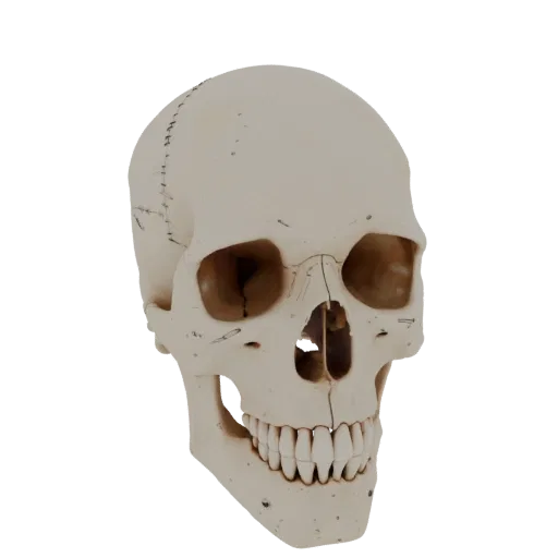 Full Body Skull 3D model, three-quarter front view, AR viewer studio render, showing bone surfaces, skeletal landmarks.