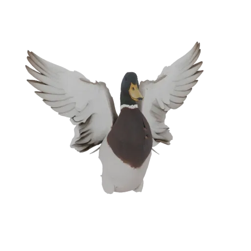 3D model of a Mallard Duck in mid-flight, wings spread wide, with detailed feathers and realistic coloring.