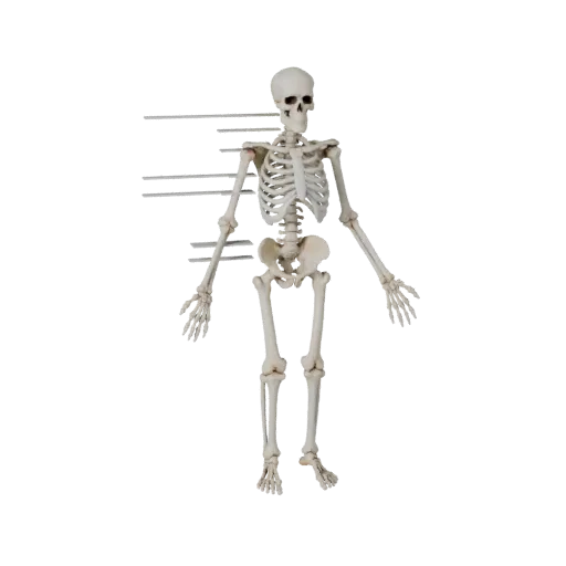 Full Body Skeleton Stylized 3D model, stylized isometric render, showing bone surfaces, skeletal landmarks.