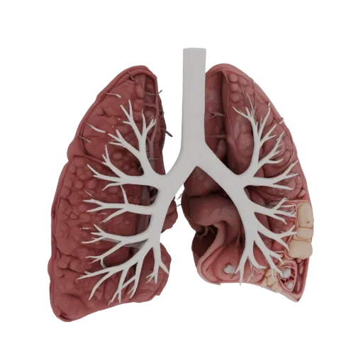 Vascular Lung 3D model, side profile view, technical viewport render, showing soft tissue colors, organ silhouette.