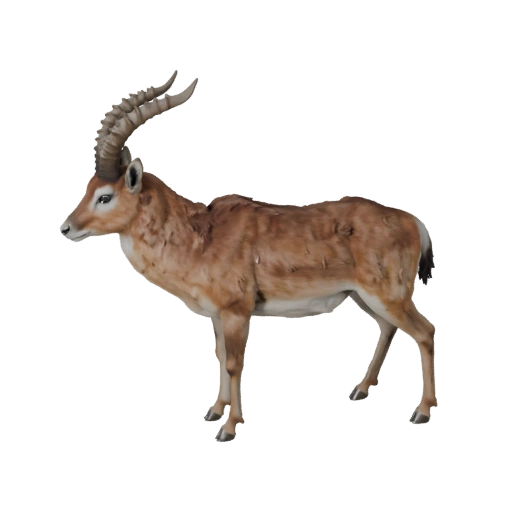 Modelo 3D de Gazela Realista - Asset PBR Rigged para Jogos | PBR
