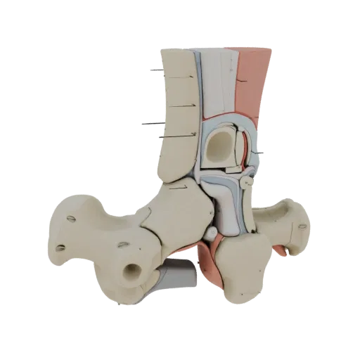 Sectioned Joint Anatomy Kit Printable 3D model, isometric STL render, showing neutral educational colors, form detail.