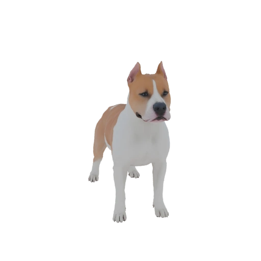 American Staffordshire Terrier 3D Model