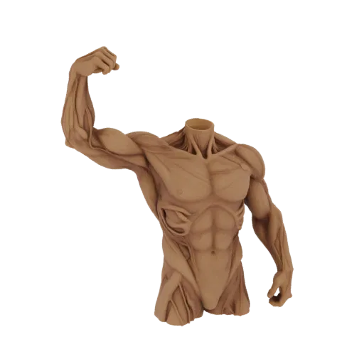3D model of a headless athletic male torso with highly detailed muscles and prominent, raised veins, posed dynamically.