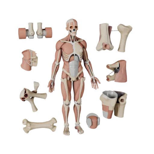 Modular Joint Anatomy Kit Stylized 3D model, stylized isometric render, showing neutral educational colors, form detail.