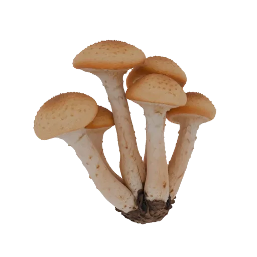 Un modelo 3D de un racimo de setas de miel con sombreros marrones y tallos pálidos, aislado sobre un fondo blanco.