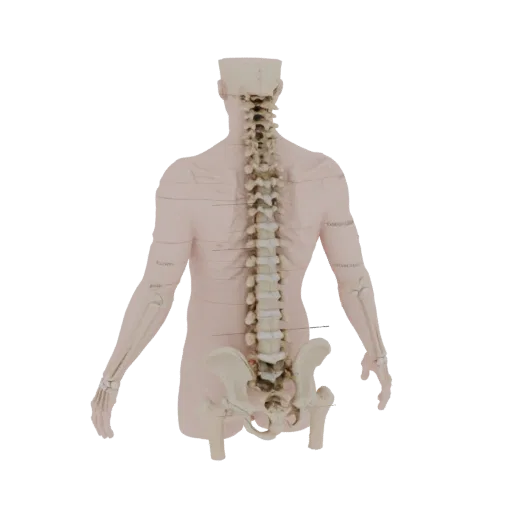 Full Body Spine Column Education 3D model, three-quarter training render, showing bone surfaces, skeletal landmarks.