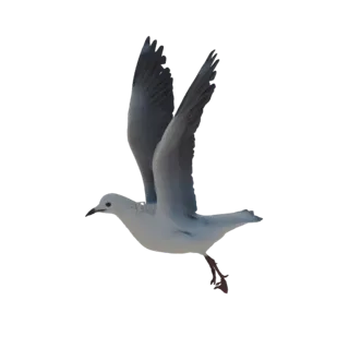A 3D model of a seagull in mid-flight, with wings spread wide and body angled, against a white background.