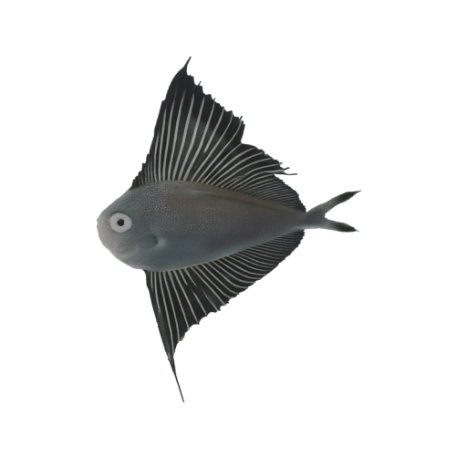 Flying Fish 3D Model
