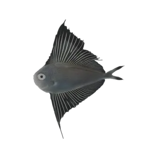 Ein detailliertes 3D-Modell eines Fliegenden Fisches mit großen, flügelartigen Brustflossen, vor einem schwarzen Hintergrund.