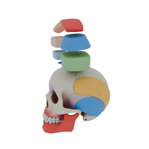 Human Skull Disassembly Model
