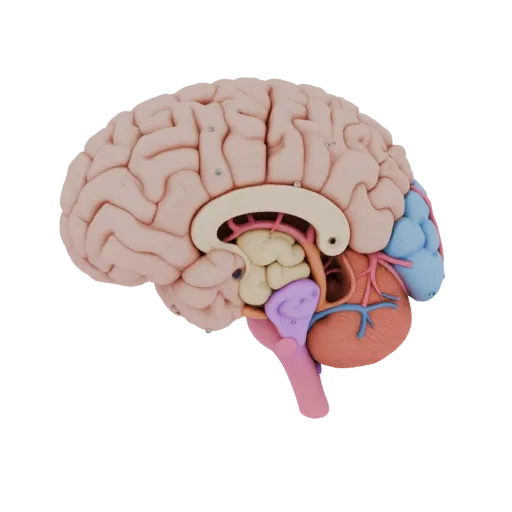 Cutaway Brain 3D model, three-quarter front view, AR viewer studio render, showing soft tissue colors, organ silhouette.