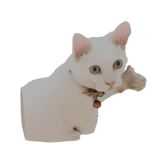 White Cat with Bell Collar