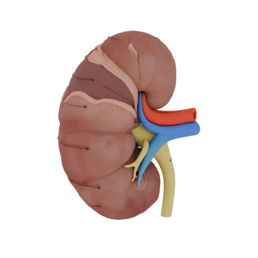 Healthy Kidney 3D model, side profile view, technical viewport render, showing soft tissue colors, organ silhouette.