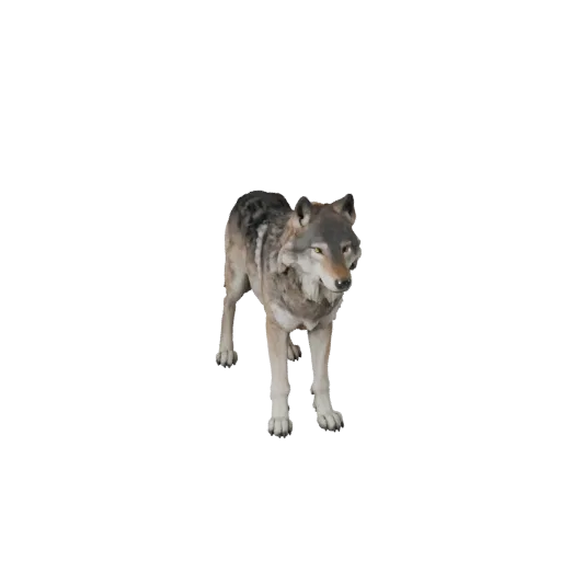 Wolf 3D Model for Blender - PBR Asset with Textures | Royalty-Free