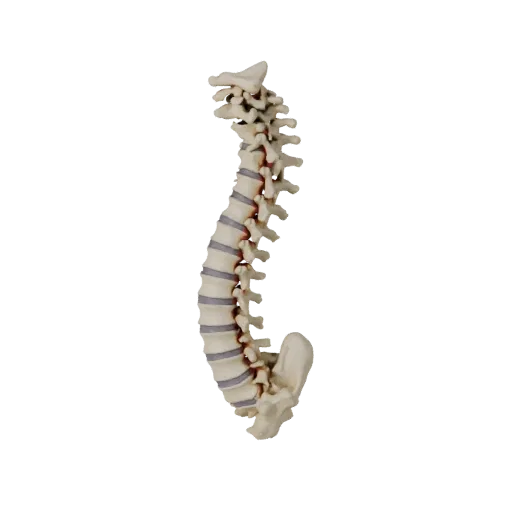 Modello 3D stilizzato di Colonna vertebrale completa, rendering isometrico stilizzato, che mostra superfici ossee, punti di r