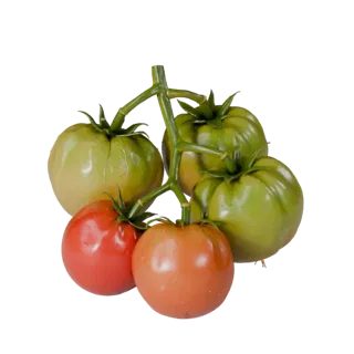 Modelo 3D Cacho de Tomate Orgânico, vista frontal em três quartos, renderização de estúdio com visualizador AR, mostrando vei