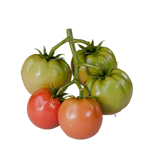 Modèle 3D de grappe de tomates bio, vue de trois quarts avant, rendu studio avec visualiseur AR, montrant les nervures des fe