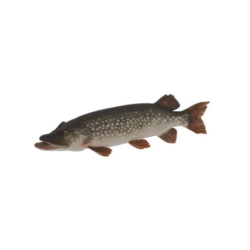 3D model of a Northern Pike fish, depicted realistically with detailed scales and fins, set against a white background.